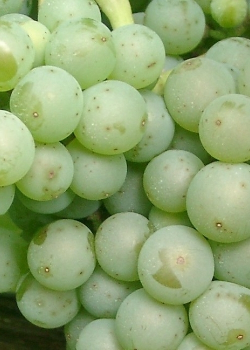 Bronner Beeren